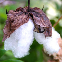 Moroccan Gossypium Herbaceum image